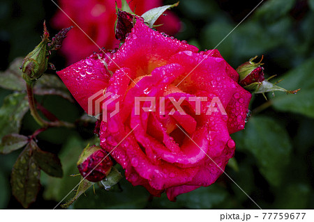 花 バラ バラの花 77759677