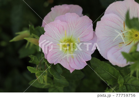 春の花壇に咲くヒルザキツキミソウの薄いピンク色の花 春の花壇に咲くヒルザキツキミソウの薄いピンク色の花 77759756