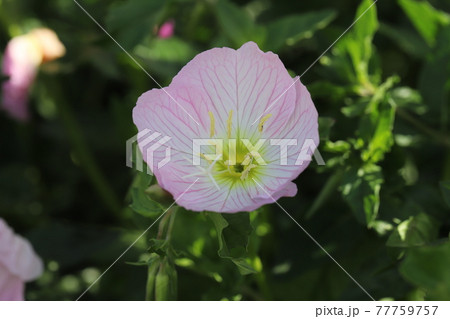 春の花壇に咲くヒルザキツキミソウの薄いピンク色の花 春の花壇に咲くヒルザキツキミソウの薄いピンク色の花 77759757
