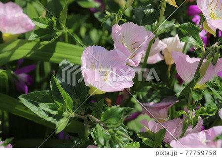 春の花壇に咲くヒルザキツキミソウの薄いピンク色の花 春の花壇に咲くヒルザキツキミソウの薄いピンク色の花 77759758