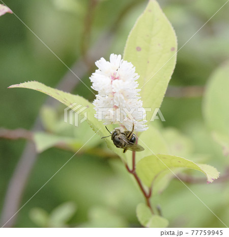 コバノズイナの花の蜜を集める小さいハナバチ コバノズイナの花の蜜を集める小さいハナバチ 77759945