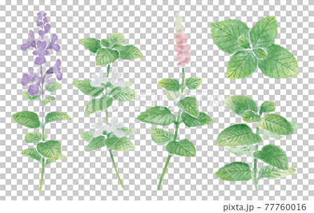 Watercolor illustration of herbs _ mint 77760016