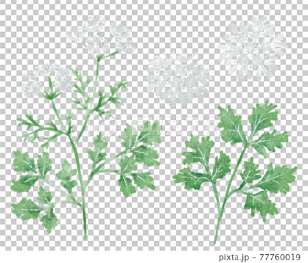 Watercolor illustration of herbs _ Pakuchi coriander 77760019