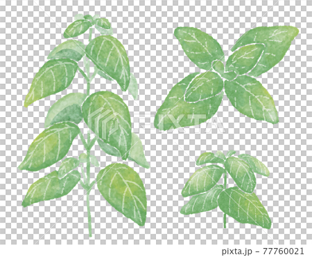 ハーブ バジルの水彩イラストのイラスト素材