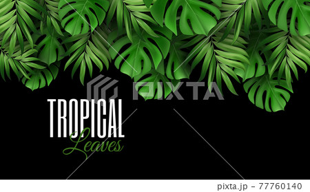 Background of Exotic Tropical Leaves rainforest rainforest bright green palms and monstera. Suitable for nature concept vacation and summer holiday. Vector Illustration. 77760140