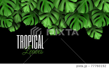 Natural Realistic Seamless pattern of leaves monstera. Tropical Vector background. Design template for advertising web social media and fashion ads. Natural Realistic Seamless pattern of leaves monstera. Tropical Vector background. Design template for advertising web social media and fashion ads. 77760192