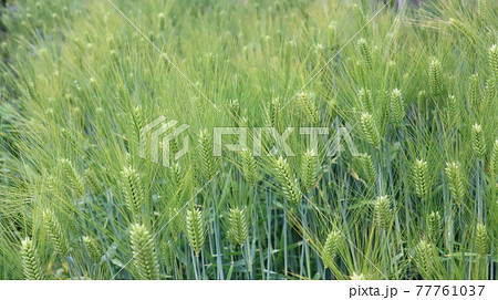 The friendly countryside scenery of the wheat field in the rural area The friendly countryside scenery of the wheat field in the rural area 77761037