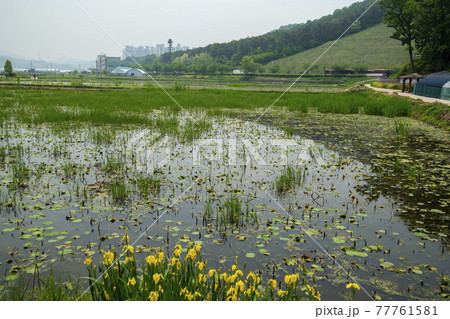 花 グァンゴクジ スポット 77761581