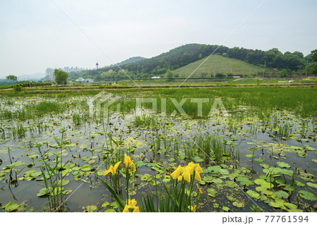 花 グァンゴクジ スポット 77761594
