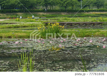花 グァンゴクジ スポット 77761606