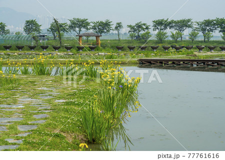 花 グァンゴクジ スポット 77761616