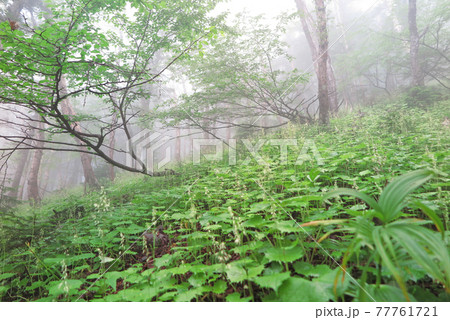 朝霧の中の新緑の森林 山の登山途中に出会った風景 朝霧の中の新緑の森林 山の登山途中に出会った風景 77761721