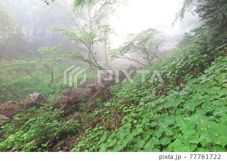 朝霧の中の新緑の森林 山の登山途中に出会った風景 朝霧の中の新緑の森林 山の登山途中に出会った風景 77761722