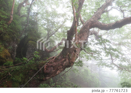 朝霧の中の新緑の森林 山の登山途中に出会った風景 朝霧の中の新緑の森林 山の登山途中に出会った風景 77761723
