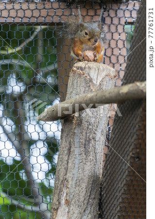 餌を食べるリス 餌を食べるリス 77761731