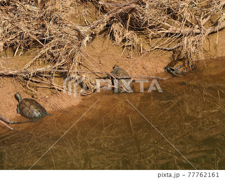 Three turtles on a dry sandy shore 77762161