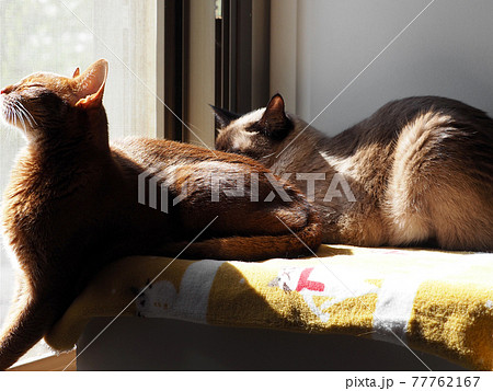 Cats enjoy the warmth of the sun Cats enjoy the warmth of the sun 77762167