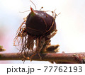 Macro shot of the birth of nectarine from a flower 77762193