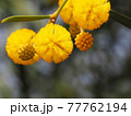 Macro shot of yellow sweet acacia 77762194