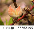 Two peaches grow from one flower 77762195