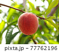 Macro shot of a peach on a branch 77762196