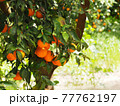 Ripe tangerines in a garden 77762197