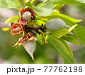 Almond nutlets appear on almond trees 77762198