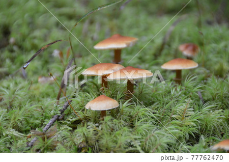 ヒメアジロガサモドキの仲間?(山梨県富士吉田市) ヒメアジロガサモドキの仲間?(山梨県富士吉田市) 77762470