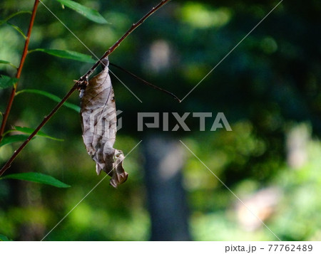 サナギに見える木の葉 77762489