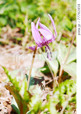 日なたに咲くカタクリ 77762858
