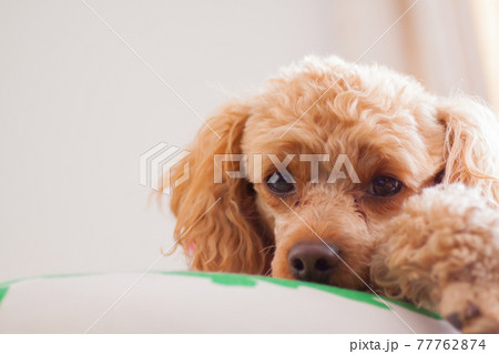 クッションでくつろぐ愛犬 クッションでくつろぐ愛犬 77762874