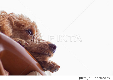 愛犬の見つめる先 愛犬の見つめる先 77762875