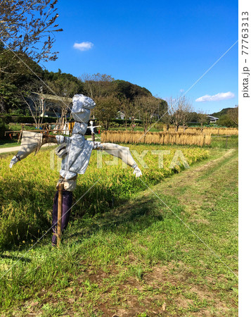 田んぼの案山子 77763313