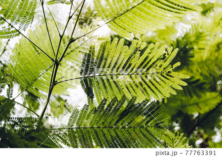 Close-up of Leaves of The Flame tree (Delonix regia (Hook.) Raf.). Green leaf background concept. Natural environment wallpaper. Close-up of Leaves of The Flame tree (Delonix regia (Hook.) Raf.). Green leaf background concept. Natural environment wallpaper. 77763391