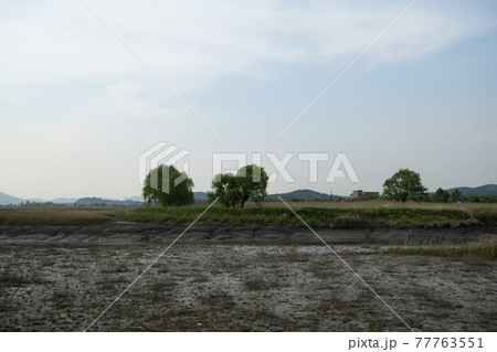 風景 公園 夏 77763551