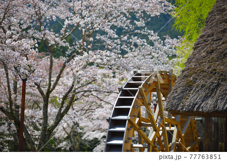 水車と満開の桜 77763851