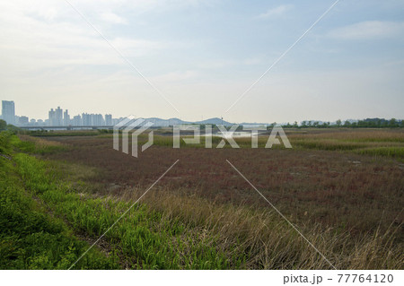 風景 公園 葦 77764120