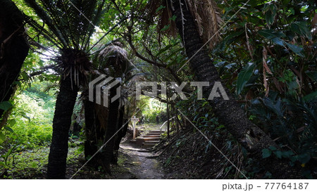 徳之島の金見集落のソテツトンネル 徳之島の金見集落のソテツトンネル 77764187