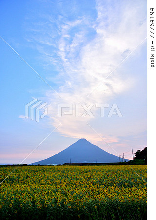 開聞岳　薩摩富士　夏の開聞岳夕景　ヒマワリ畑と開聞岳　　 77764194