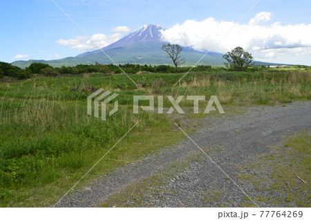 初夏の富士山 （朝霧高原／静岡県富士宮市） 77764269