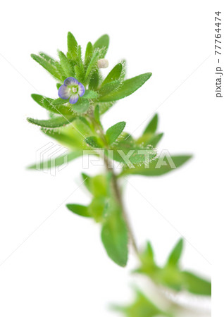 タチイヌノフグリ タチイヌノフグリ 77764474