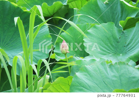 生い茂る蓮の葉に囲まれた画面の中央に小さく映る蓮の花の蕾 生い茂る蓮の葉に囲まれた画面の中央に小さく映る蓮の花の蕾 77764931