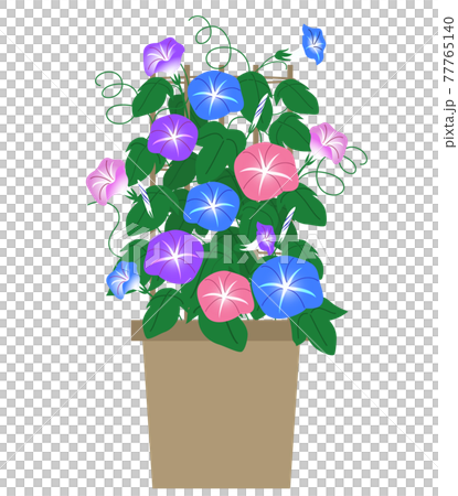 朝顔の鉢のイラスト 77765140