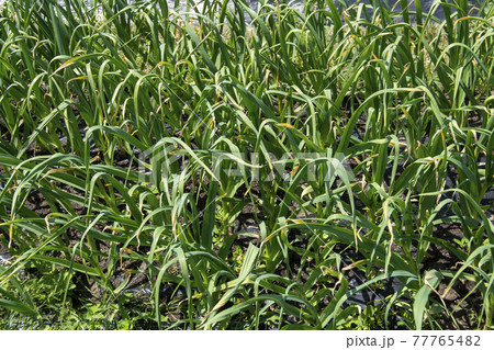 緑 グリーン 緑色 77765482