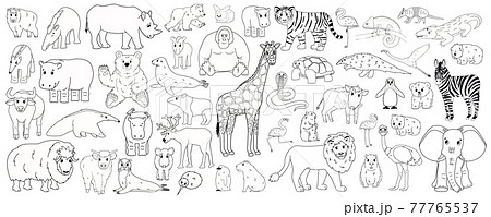Set of outline cartoon isolated Savannah African American forest animals. Vector line tiger lion rhinoceros buffalo zebra elephant giraffe crocodile tapir hippo bear orangutan penguin flamingo Set of outline cartoon isolated Savannah African American forest animals. Vector line tiger lion rhinoceros buffalo zebra elephant giraffe crocodile tapir hippo bear orangutan penguin flamingo 77765537