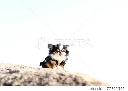 チワワ チワワ 77765565