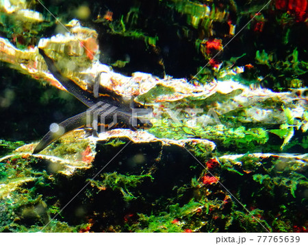 水面に映る泳ぐイモリ 77765639