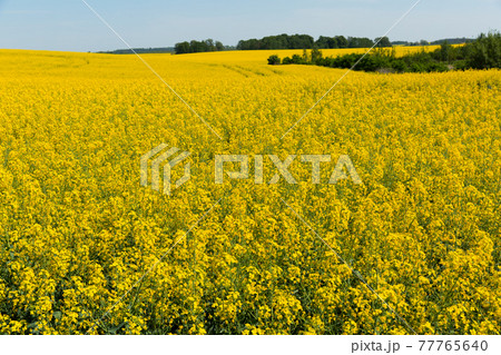 Flowering rape field with in the landscape in Poland 77765640