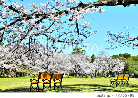 都立 小金井公園(東京都小金井市)【2020.3】 都立 小金井公園(東京都小金井市)【2020.3】 77765799