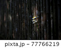 竹の柵にそっと咲くハルジオン 77766219